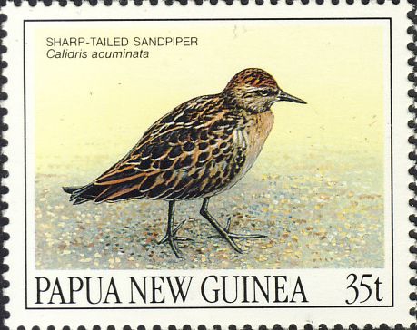 Calidris acuminata