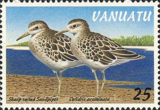 Calidris acuminata