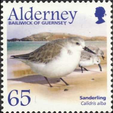 Calidris alba