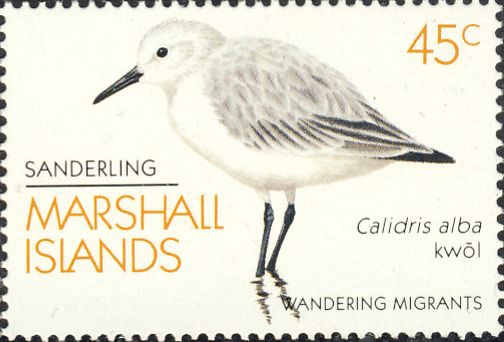 Calidris alba