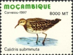 Calidris subminuta