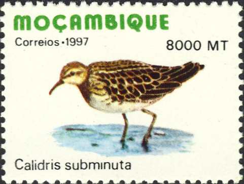 Calidris subminuta