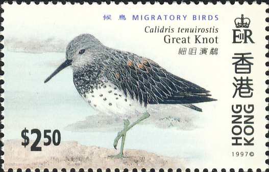 Calidris tenuirostris