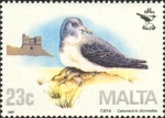 Calonectris diomedea