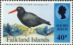 Haematopus ater