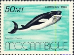 Balaenoptera physalus