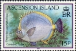 Chaetodon sanctaehelena
