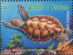 Chelonia mydas