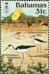 Himantopus himantopus & Phoenicopterus ruber