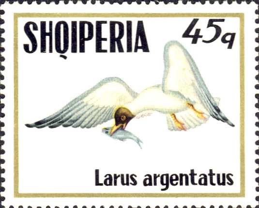 Larus ridibundus