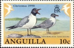 Larus atricilla