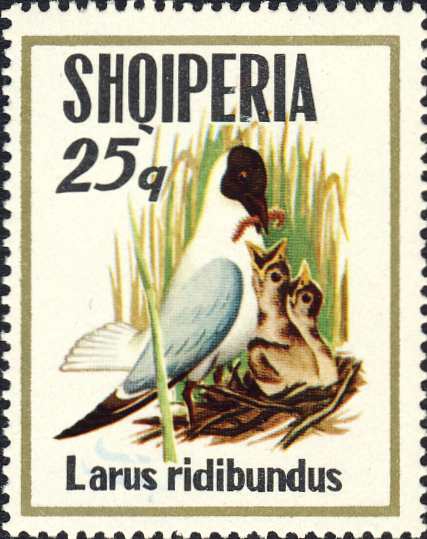 Larus ridibundus