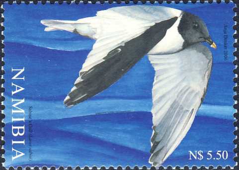 Larus sabini