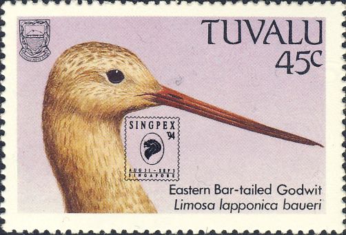 Limosa lapponica