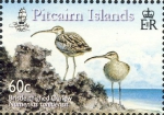 Numenius tahitiensis