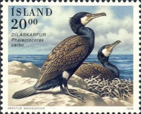 Phalacrocorax carbo