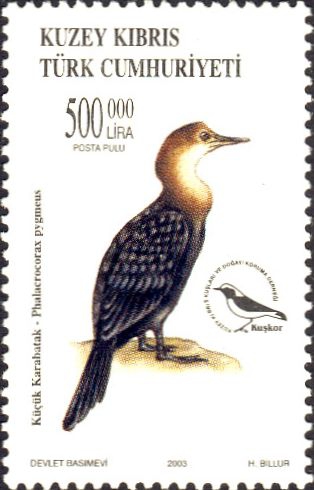 Phalacrocorax pygmeus