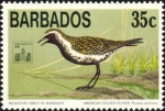 Pluvialis dominica