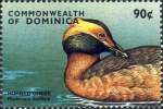 Podiceps auritus