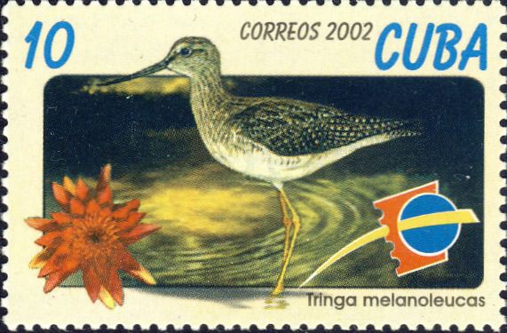 Tringa melanoleuca