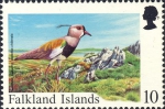 Vanellus chilensis