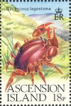 Gecarcinus lagostoma