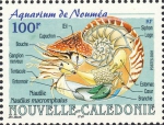 Nautilus macromphalus