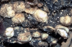 Brachiopoda (Lamp shells)