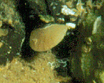 Brachiopoda (Lamp shells)
