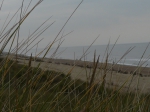 Coastal wildlife