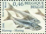 Clupea harengus