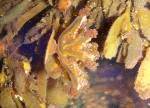 Staurozoa