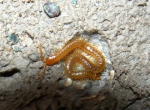 Myriapoda