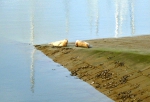 Zeezoogdieren