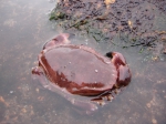 Coastal wildlife