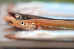 Zandspiering - Ammodytes tobianus