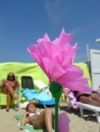 Roze bloem