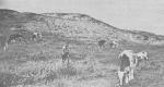 Desnerck (1974, fig. 050) Desnerck (1974, fig. 050)