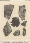 Wainio, Ed.A. (1903). Botanique: Lichens. Résultats du Voyage du S.Y. Belgica en 1897-1898-1899 sous le commandement de A. de Gerlache de Gomery: Rapports Scientifiques (1901-1913). Buschmann: Anvers, Belgium. 46, III plates pp. Wainio, Ed.A. (1903). Botanique: Lichens. Résultats du Voyage du S.Y. Belgica en 1897-1898-1899 sous le commandement de A. de Gerlache de Gomery: Rapports Scientifiques (1901-1913). Buschmann: Anvers, Belgium. 46, III plates pp.