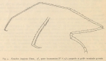 Giltay, L. (1934). Zoologie: Pycnogonides. Résultats du Voyage de la Belgica en 1897-1899 sous le commandement de A. de Gerlache de Gomery: Rapports Scientifiques (1926-1940). Buschmann: Anvers, Belgium. 16 pp. Giltay, L. (1934). Zoologie: Pycnogonides. Résultats du Voyage de la Belgica en 1897-1899 sous le commandement de A. de Gerlache de Gomery: Rapports Scientifiques (1926-1940). Buschmann: Anvers, Belgium. 16 pp.