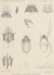Trouessart, E. (1903). Zoologie: Acariens (Trombidae, Eupodidae, Gamasidae). Résultats du Voyage du S.Y. Belgica en 1897-1898-1899 sous le commandement de A. de Gerlache de Gomery: Rapports Scientifiques (1901-1913). Buschmann: Anvers Trouessart, E. (1903). Zoologie: Acariens (Trombidae, Eupodidae, Gamasidae). Résultats du Voyage du S.Y. Belgica en 1897-1898-1899 sous le commandement de A. de Gerlache de Gomery: Rapports Scientifiques (1901-1913). Buschmann: Anvers