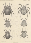 Michael, A.D. (1903). Zoologie: Acarida (Oribatidae). Résultats du Voyage du S.Y. Belgica en 1897-1898-1899 sous le commandement de A. de Gerlache de Gomery: Rapports Scientifiques (1901-1913). Buschmann: Anvers. 6, plate II pp. Michael, A.D. (1903). Zoologie: Acarida (Oribatidae). Résultats du Voyage du S.Y. Belgica en 1897-1898-1899 sous le commandement de A. de Gerlache de Gomery: Rapports Scientifiques (1901-1913). Buschmann: Anvers. 6, plate II pp.