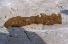 Alcyonidium diaphanum bruine zeevinger