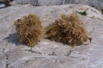 Electra pilosa, author: nuyttens, filip Electra pilosa, author: nuyttens, filip