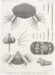 Koehler, R. (1901). Echinides et Ophiures. Résultats du Voyage du S.Y. Belgica en 1897-1898-1899 sous le commandement de A. de Gerlache de Gomery: Rapports Scientifiques (1901-1913). Buschmann: Anvers, Belgium. 1-42, VIII plates pp. Koehler, R. (1901). Echinides et Ophiures. Résultats du Voyage du S.Y. Belgica en 1897-1898-1899 sous le commandement de A. de Gerlache de Gomery: Rapports Scientifiques (1901-1913). Buschmann: Anvers, Belgium. 1-42, VIII plates pp.