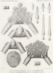Koehler, R. (1901). Echinides et Ophiures. Résultats du Voyage du S.Y. Belgica en 1897-1898-1899 sous le commandement de A. de Gerlache de Gomery: Rapports Scientifiques (1901-1913). Buschmann: Anvers, Belgium. 1-42, VIII plates pp. Koehler, R. (1901). Echinides et Ophiures. Résultats du Voyage du S.Y. Belgica en 1897-1898-1899 sous le commandement de A. de Gerlache de Gomery: Rapports Scientifiques (1901-1913). Buschmann: Anvers, Belgium. 1-42, VIII plates pp.