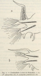 Fauvel, P. (1936). Polychètes. Résultats du Voyage de la Belgica en 1897-1899 sous le commandement de A. de Gerlache de Gomery: Rapports Scientifiques (1926-1940). Buschmann: Anvers, Belgium. 44, 4 fig., 1 pl. pp. Fauvel, P. (1936). Polychètes. Résultats du Voyage de la Belgica en 1897-1899 sous le commandement de A. de Gerlache de Gomery: Rapports Scientifiques (1926-1940). Buschmann: Anvers, Belgium. 44, 4 fig., 1 pl. pp.