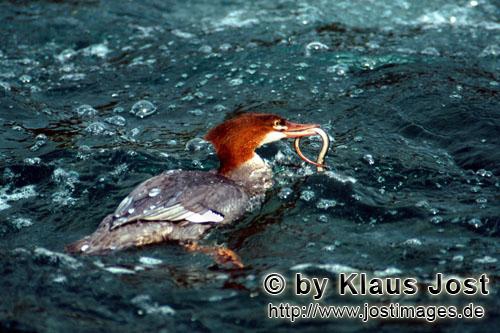 Mergus merganser