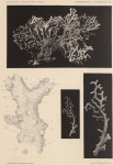 Anemonen en koralen