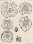 Carlgren, O. (1903). Zoologie: Actinarien. Résultats du Voyage du S.Y. Belgica en 1897-1898-1899 sous le commandement de A. de Gerlache de Gomery: Rapports Scientifiques (1901-1913). Buschmann: Anvers. 1-7, 1 plate pp. Carlgren, O. (1903). Zoologie: Actinarien. Résultats du Voyage du S.Y. Belgica en 1897-1898-1899 sous le commandement de A. de Gerlache de Gomery: Rapports Scientifiques (1901-1913). Buschmann: Anvers. 1-7, 1 plate pp.